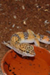 Leopardgecko