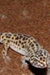 Leopardgecko Nominatform